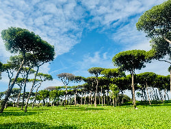 Historic landmarks of Rome, including the Colosseum and ancient ruins, set against a warm, sunlit skyline capturing the city's timeless beauty.